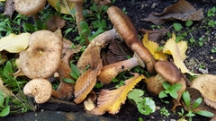 Armillaria gallica
