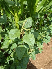 Amaranthus