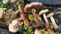 Armillaria gallica