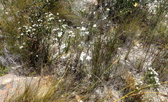 Bobartia macrospatha