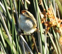 Spartonoica maluroides