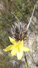 Bobartia macrospatha