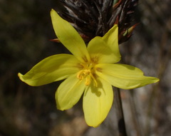 Bobartia macrospatha