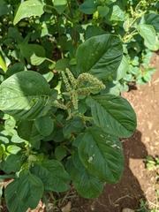 Amaranthus