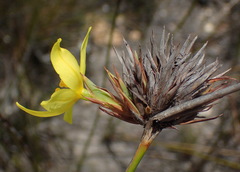 Bobartia macrospatha