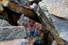 Iberolacerta bonnali