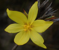 Bobartia macrospatha