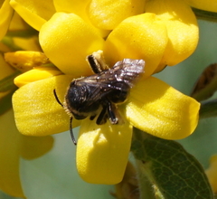 Macropis