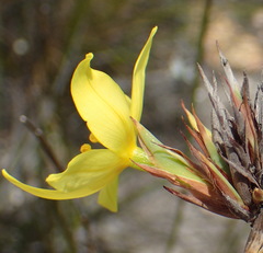 Bobartia macrospatha