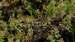 Troglophyton tenellum