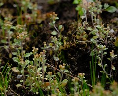 Troglophyton tenellum