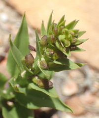Brachycorythis macowaniana