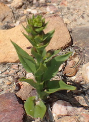 Brachycorythis macowaniana