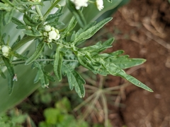 Parthenium hysterophorus image