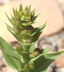 Brachycorythis macowaniana