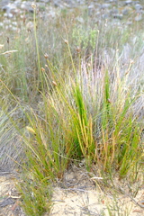 Ficinia cedarbergensis