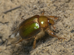 Aulacopalpus viridis