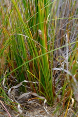 Ficinia cedarbergensis