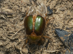 Aulacopalpus viridis