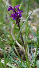 Dactylorhiza lapponica