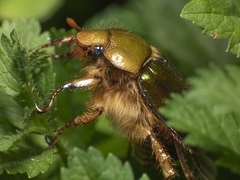 Aulacopalpus viridis