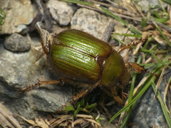 Aulacopalpus viridis