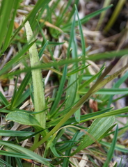 Dactylorhiza lapponica