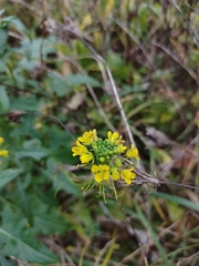 Sisymbrium loeselii