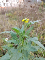 Sisymbrium loeselii