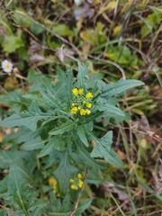 Sisymbrium loeselii