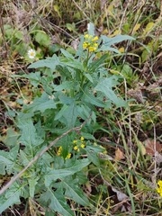 Sisymbrium loeselii