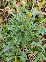 Sisymbrium loeselii