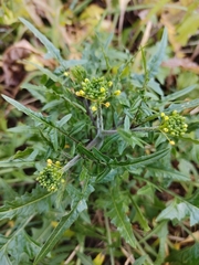 Sisymbrium loeselii