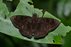 Nisoniades