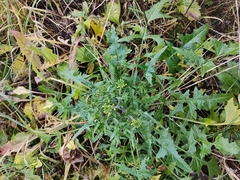 Sisymbrium loeselii