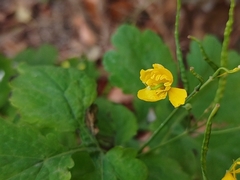 Chelidonium majus