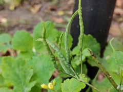 Chelidonium majus