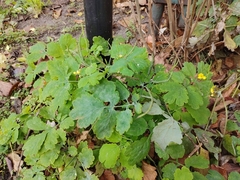 Chelidonium majus