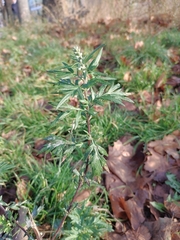 Artemisia vulgaris