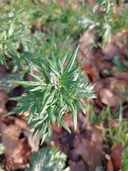 Artemisia vulgaris