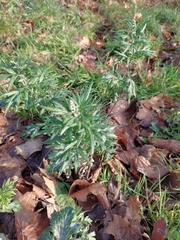 Artemisia vulgaris