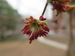 Parrotia subaequalis