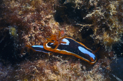 Chromodoris westraliensis