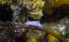 Mexichromis macropus