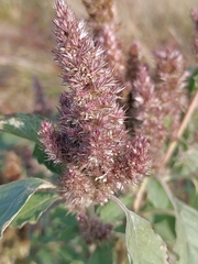 Amaranthus retroflexus