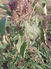 Amaranthus retroflexus