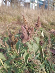 Amaranthus retroflexus