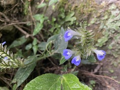 Rungia taiwanensis