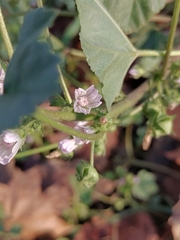 Malva neglecta