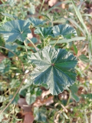 Malva neglecta